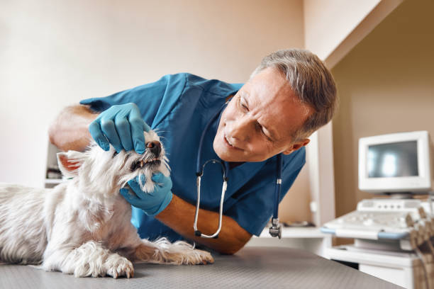 Best Emergency Treatment for Toothache in Pendleton, SC